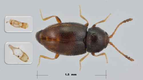 Atomaria sp.